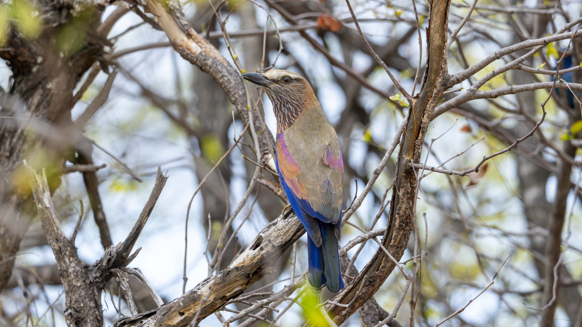 Kruger25 2025 11 06 07 19 50 ILCE 1M2 2395